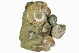 Tall, Composite Ammonite Fossil Display - Madagascar #175816-2